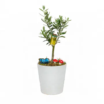 Beyaz Seramik Saksıda Zeytin Ağacı (~35 cm) – Sihirli Buket Eskişehir ürün fotoğrafı