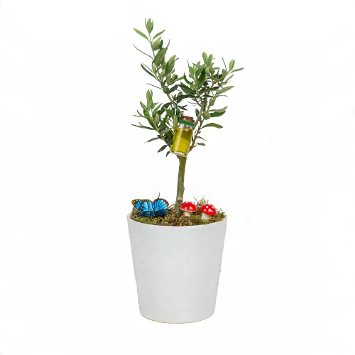 Beyaz Seramik Saksıda Zeytin Ağacı (~35 cm) – Sihirli Buket Eskişehir ürün fotoğrafı