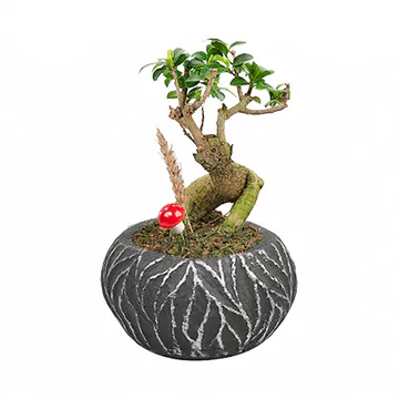 Dekoratif Saksıda Ginseng Bonsai (~24 cm) – Sihirli Buket Eskişehir ürün fotoğrafı