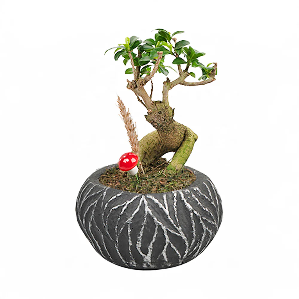 Dekoratif Saksıda Ginseng Bonsai (~24 cm) – Sihirli Buket Eskişehir ürün fotoğrafı