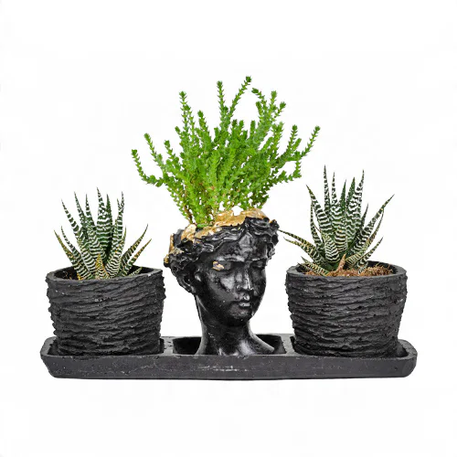 Siyah Trio Helen Saksıda Sukulentler (~15 cm) – Sihirli Buket Eskişehir ürün fotoğrafı
