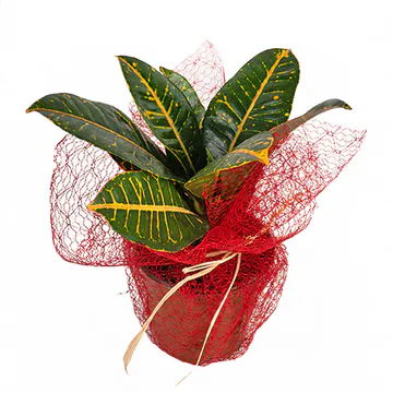 Saksıda Kraton Bitkisi (~32 cm) – Sihirli Buket Eskişehir ürün fotoğrafı