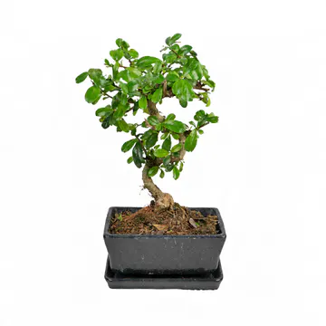 Lacivert Beton Saksıda Zelkova Bonsai (~30 cm) – Sihirli Buket Eskişehir ürün fotoğrafı