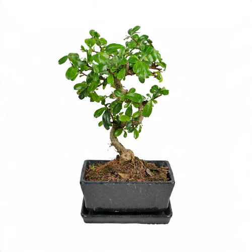 Lacivert Beton Saksıda Zelkova Bonsai (~30 cm) – Sihirli Buket Eskişehir ürün fotoğrafı