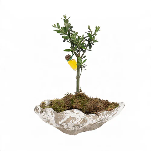Kayık Saksıda Zeytin Ağacı (~34 cm) – Sihirli Buket Eskişehir ürün fotoğrafı