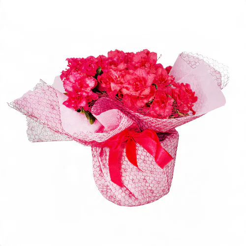 Pembe Tüllü Saksıda Pembe Açelyalar (~30 cm) – Sihirli Buket Eskişehir ürün fotoğrafı