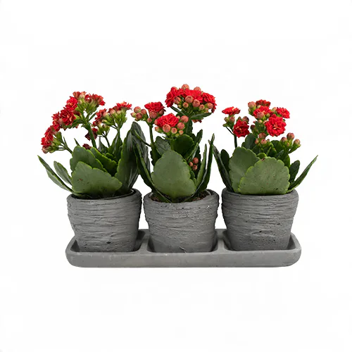 Eskitme Saksıda Kırmızı Kalanşo (3'lü - ~ 30 cm) – Sihirli Buket Eskişehir ürün fotoğrafı