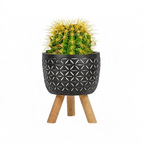 Saksıda Sarı Dikenli Kaktüs (~22 cm) – Sihirli Buket Eskişehir ürün fotoğrafı