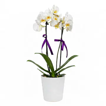 Beyaz Seramik Saksıda Krem Midi Orkide (2 Dal - ~ 50 cm) – Sihirli Buket Eskişehir ürün fotoğrafı