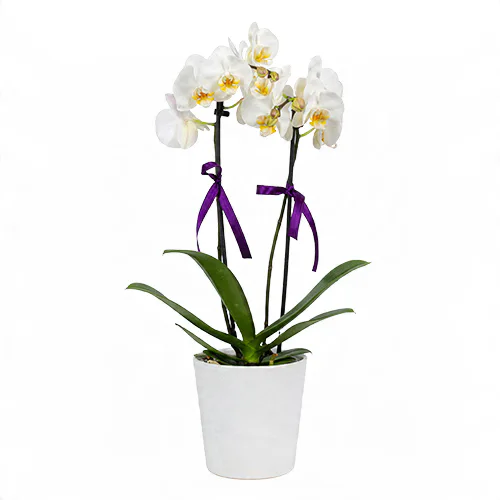 Beyaz Seramik Saksıda Krem Midi Orkide (2 Dal - ~ 50 cm) – Sihirli Buket Eskişehir ürün fotoğrafı
