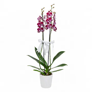 Beyaz Seramik Saksıda Dalmaçyalı Midi Orkide (2 Dal - ~ 60 cm) – Sihirli Buket Eskişehir ürün fotoğrafı