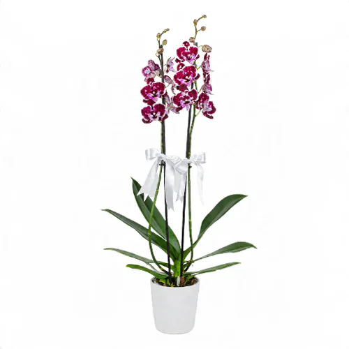 Beyaz Seramik Saksıda Dalmaçyalı Midi Orkide (2 Dal - ~ 60 cm) – Sihirli Buket Eskişehir ürün fotoğrafı