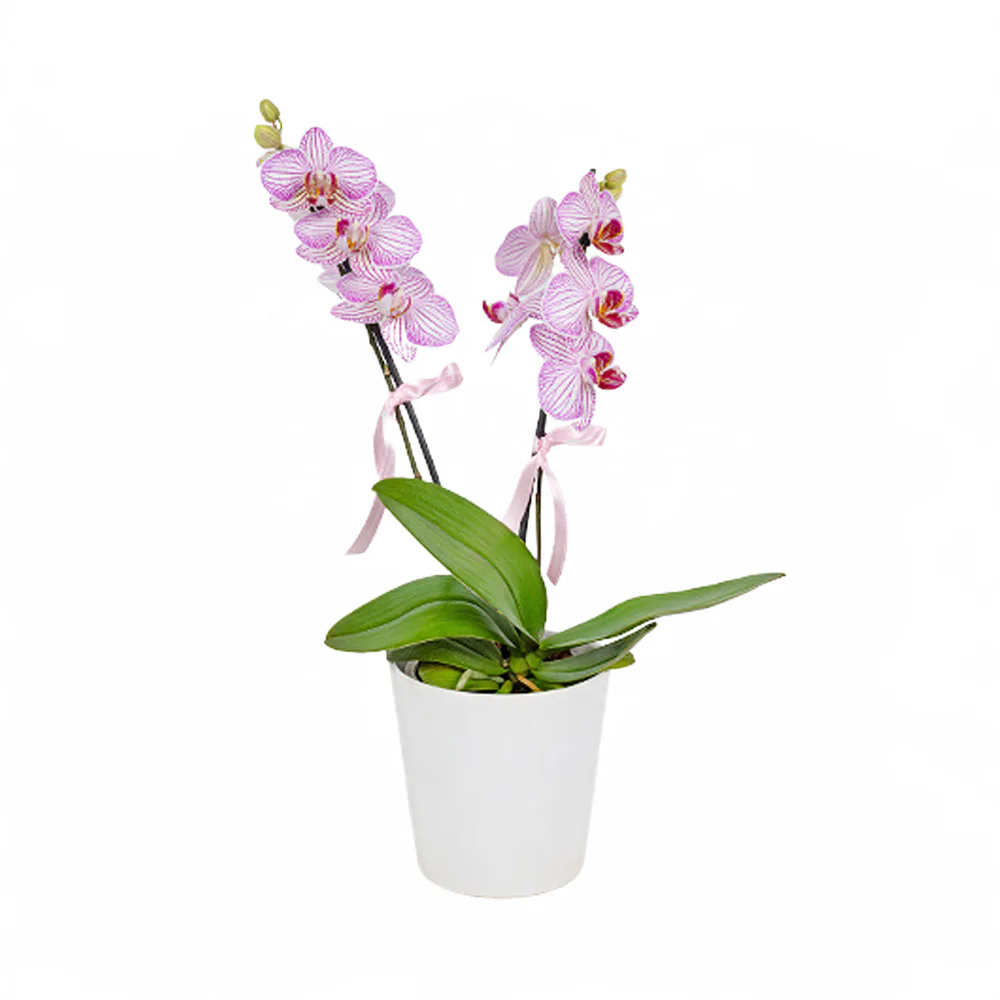 Beyaz Seramik Saksıda Benekli Midi Orkide (2 Dal - ~ 46 cm) – Sihirli Buket Eskişehir ürün fotoğrafı
