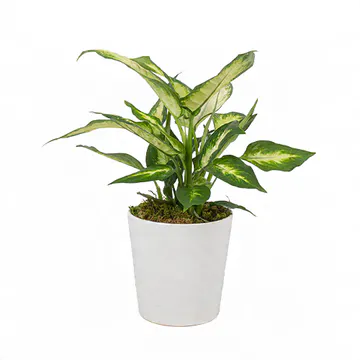 Beyaz Seramik Saksıda Dieffenbachia Bitkisi (~38 cm) – Sihirli Buket Eskişehir ürün fotoğrafı