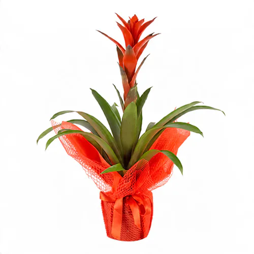 Kırmızı Tülle Sarılı Seramik Saksıda Guzmania Çiçeği (~60 cm) – Sihirli Buket Eskişehir ürün fotoğrafı
