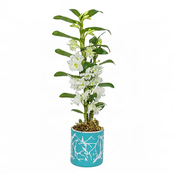 Mavi Üstüne Beyaz Desenli Saksıda Beyaz Dendrobium Orkide (~58 cm) – Sihirli Buket Eskişehir ürün fotoğrafı