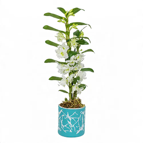 Mavi Üstüne Beyaz Desenli Saksıda Beyaz Dendrobium Orkide (~58 cm) – Sihirli Buket Eskişehir ürün fotoğrafı