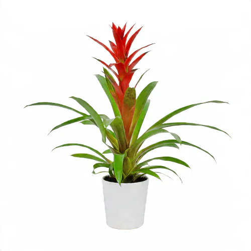 Beyaz Seramik Saksıda Guzmania (~55 cm) – Sihirli Buket Eskişehir ürün fotoğrafı