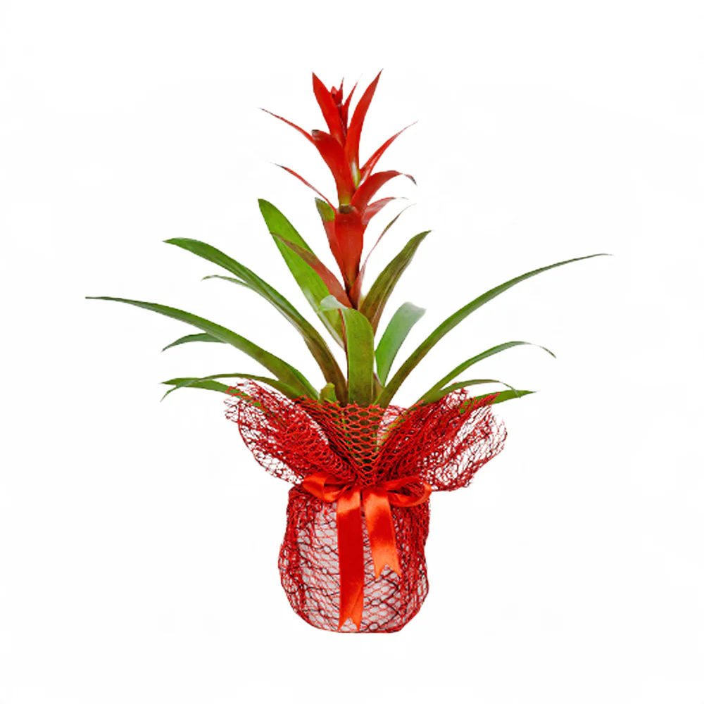 Kırmızı - Siyah Tergalde Guzmania (~55 cm) – Sihirli Buket Eskişehir ürün fotoğrafı