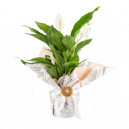Saksıda Spatifilyum Bitkisi (~50 cm) – Sihirli Buket Eskişehir ürün fotoğrafı