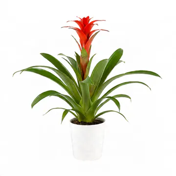 Beyaz Seramik Saksıda Guzmania Çiçeği (~60 cm) – Sihirli Buket Eskişehir ürün fotoğrafı