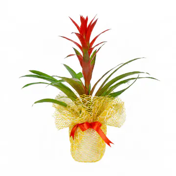 Sarı - Beyaz Tergalde Guzmania (~55 cm) – Sihirli Buket Eskişehir ürün fotoğrafı