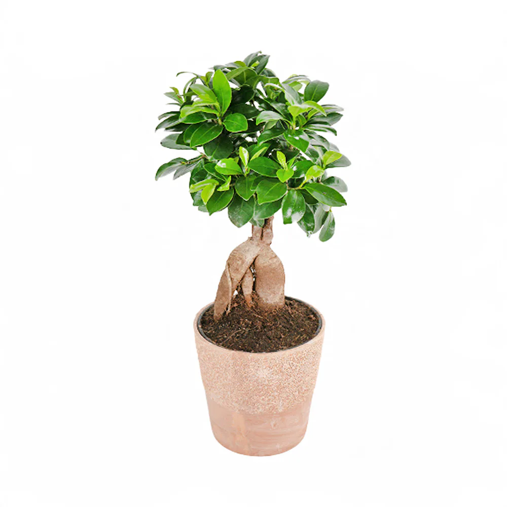 Yavru Ağzı Saksıda Bonsai (~40 cm) – Sihirli Buket Eskişehir ürün fotoğrafı