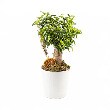 Seramik Saksıda Ficus Natasha Bonsai (~40 cm) – Sihirli Buket Eskişehir ürün fotoğrafı