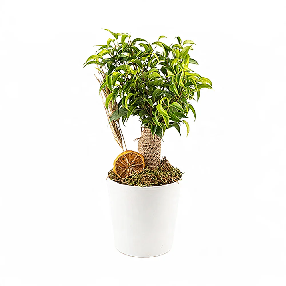Seramik Saksıda Ficus Natasha Bonsai (~40 cm) – Sihirli Buket Eskişehir ürün fotoğrafı
