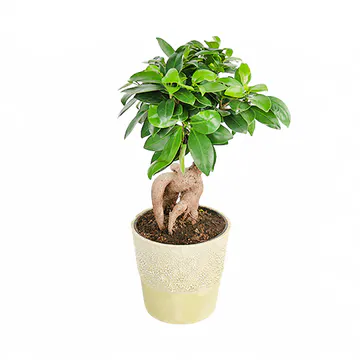 Yeşil Saksıda Bonsai (~39 cm) – Sihirli Buket Eskişehir ürün fotoğrafı