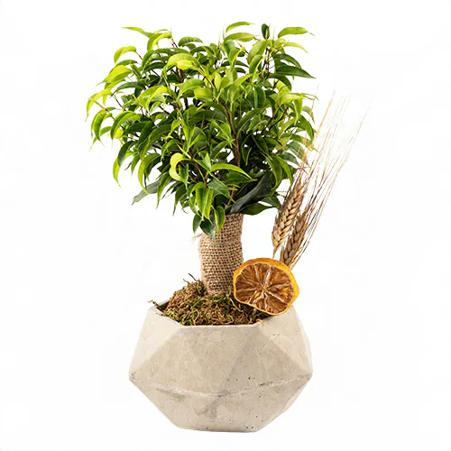 Beton Saksıda Ficus Natasha Bonsai (~40 cm) – Sihirli Buket Eskişehir ürün fotoğrafı