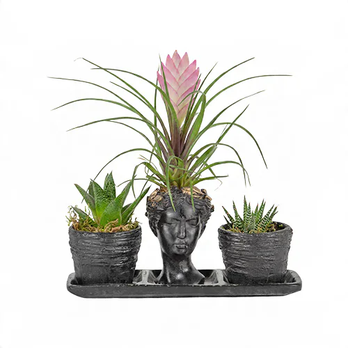 Saksıda Helen Tillandsia ve Howartia Bitkisi (~13 cm) – Sihirli Buket Eskişehir ürün fotoğrafı