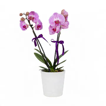 Beyaz Seramik Saksıda Pembe Midi Orkide (2 Dal - ~ 50 cm) – Sihirli Buket Eskişehir ürün fotoğrafı