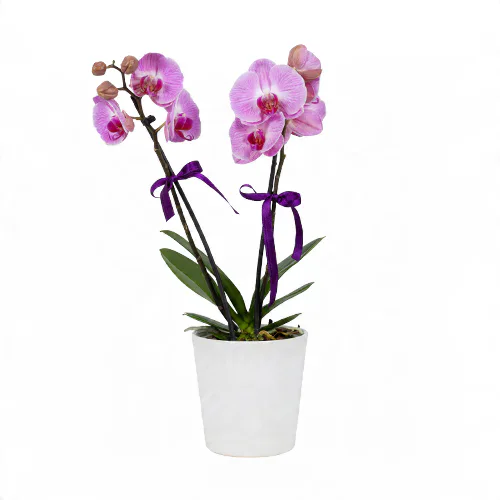 Beyaz Seramik Saksıda Pembe Midi Orkide (2 Dal - ~ 50 cm) – Sihirli Buket Eskişehir ürün fotoğrafı