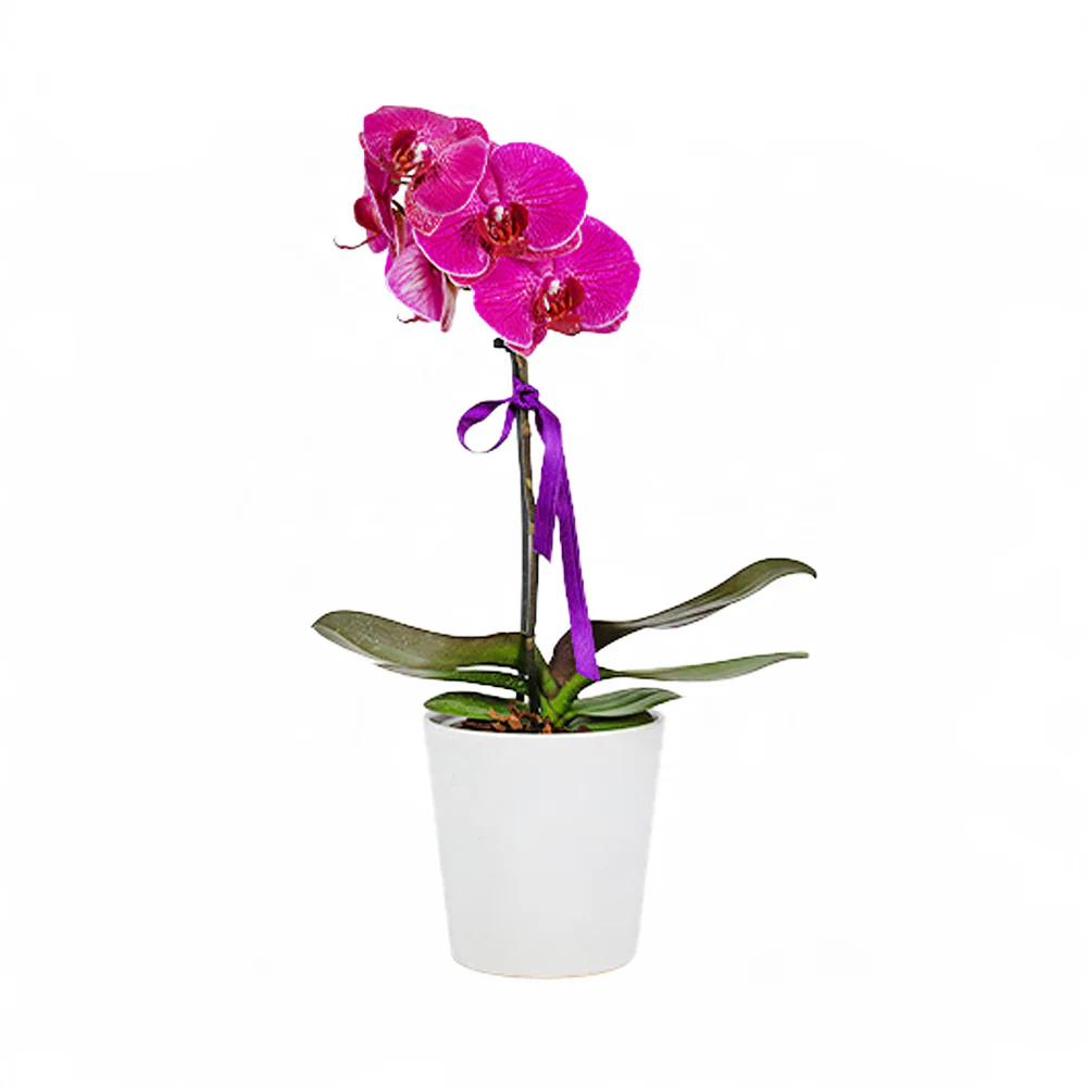 Beyaz Saksıda Fuşya Midi Orkide (2 Dal - ~ 50 cm) – Sihirli Buket Eskişehir ürün fotoğrafı