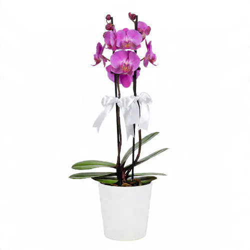 Beyaz Seramik Saksıda Lila Midi Orkide (2 Dal - ~ 50 cm) – Sihirli Buket Eskişehir ürün fotoğrafı