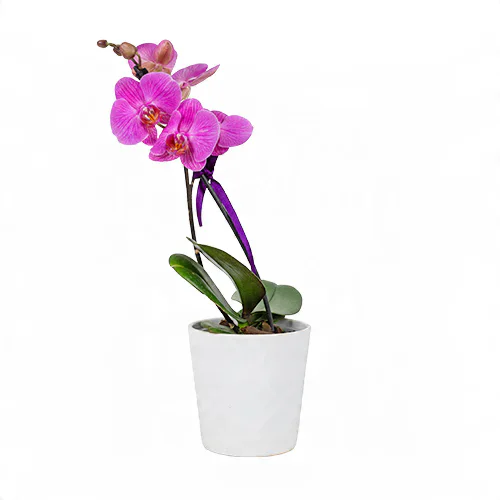 Beyaz Seramik Saksıda Mor Midi Orkide (Tek Dal - ~ 50 cm) – Sihirli Buket Eskişehir ürün fotoğrafı