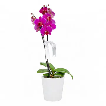 Beyaz Seramik Saksıda Fuşya Midi Orkide (2 Dal - ~ 50 cm) – Sihirli Buket Eskişehir ürün fotoğrafı