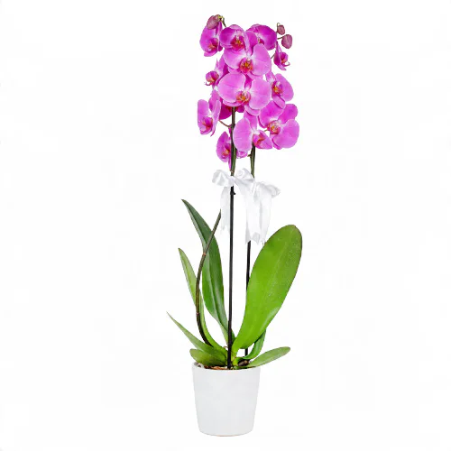 Beyaz Seramik Saksıda Beyaz Kurdeleli Büyük Pembe Orkide (2 Dal - ~ 85 cm) – Sihirli Buket Eskişehir ürün fotoğrafı
