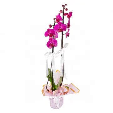 Pembe Ambalaja Sarılı Seramik Saksıda Mor Orkide (2 Dal - ~80 cm) – Sihirli Buket Eskişehir ürün fotoğrafı