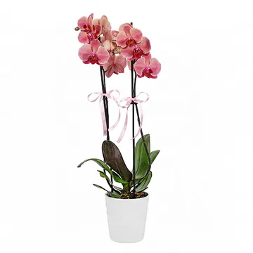 Beyaz Seramik Saksıda Gül Kurusu Midi Orkide (2 Dal - ~ 60 cm) – Sihirli Buket Eskişehir ürün fotoğrafı