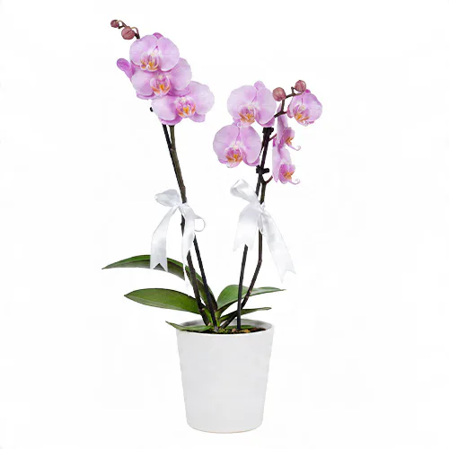 Beyaz Saksıda Pembe Midi Orkide (2 Dal - ~ 50 cm) – Sihirli Buket Eskişehir ürün fotoğrafı