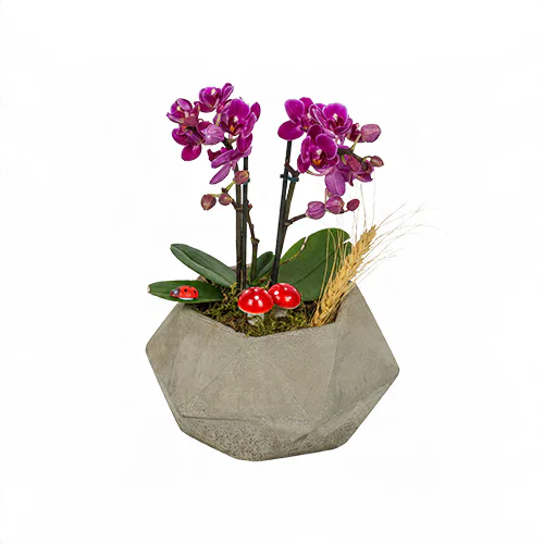 Beton Geometrik Saksıda Mor Mini Orkide (2 Dal - ~ 23 cm) – Sihirli Buket Eskişehir ürün fotoğrafı