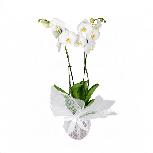 Beyaz Tülle Sarılı Saksıda Beyaz Orkide (2 Dal - ~75 cm) – Sihirli Buket Eskişehir ürün fotoğrafı