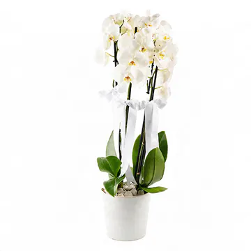 Seramik Saksıda Beyaz Orkide (4 Dal - ~ 80 cm) – Sihirli Buket Eskişehir ürün fotoğrafı