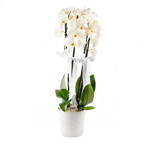 Seramik Saksıda Beyaz Orkide (4 Dal - ~ 80 cm) – Sihirli Buket Eskişehir ürün fotoğrafı
