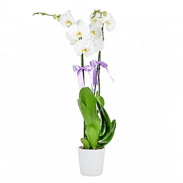 Beyaz Seramik Saksıda Lila Kurdeleli Büyük Beyaz Orkide (2 Dal - ~ 85 cm) – Sihirli Buket Eskişehir ürün fotoğrafı