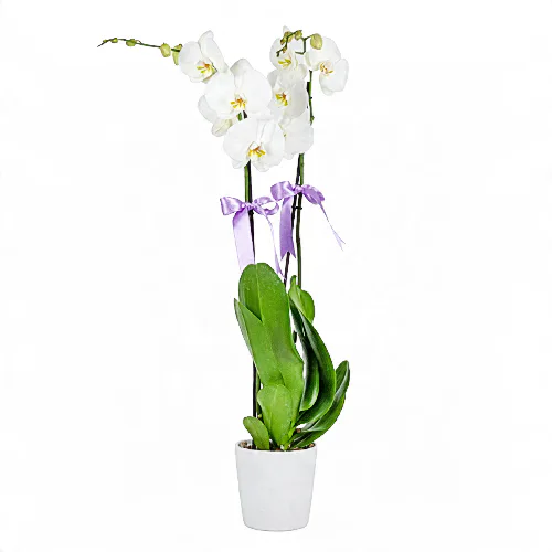 Beyaz Seramik Saksıda Lila Kurdeleli Büyük Beyaz Orkide (2 Dal - ~ 85 cm) – Sihirli Buket Eskişehir ürün fotoğrafı