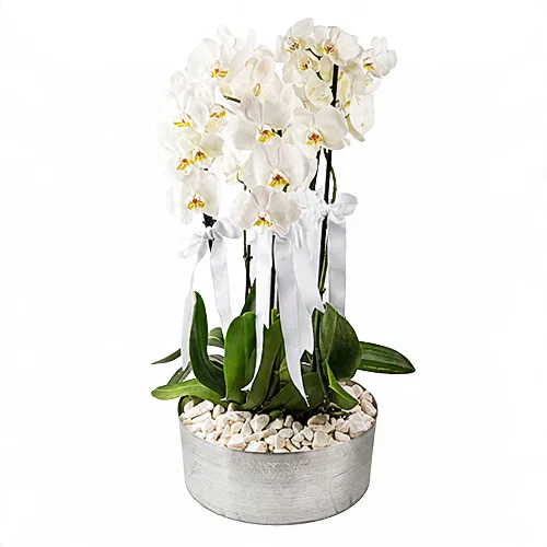 Metal Saksıda Beyaz Orkide (5 Dal - ~ 80 cm) – Sihirli Buket Eskişehir ürün fotoğrafı