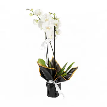 Beyaz Kurdeleli Saksıda Beyaz Orkide (2 Dal - ~70 cm) – Sihirli Buket Eskişehir ürün fotoğrafı